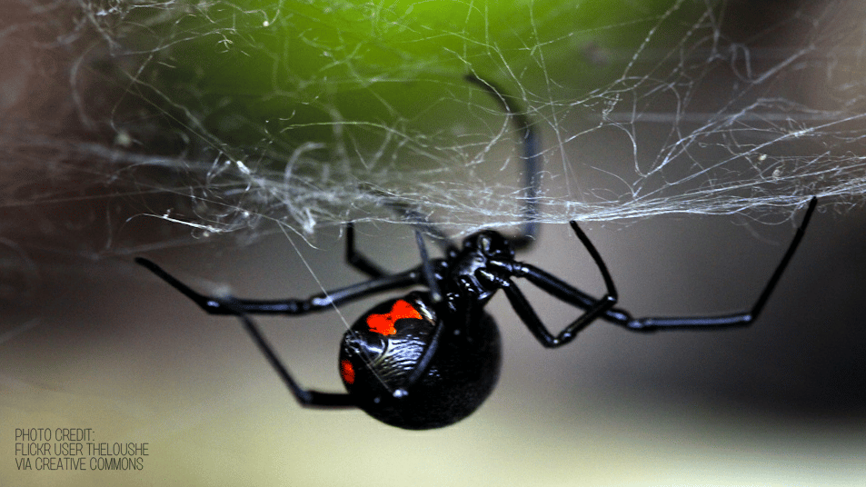 photo of black widow spider in post about air sealing