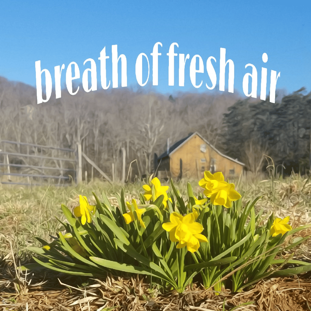 breath of fresh air - spring at home
