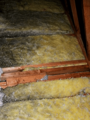 modern day asbestos - MOLD