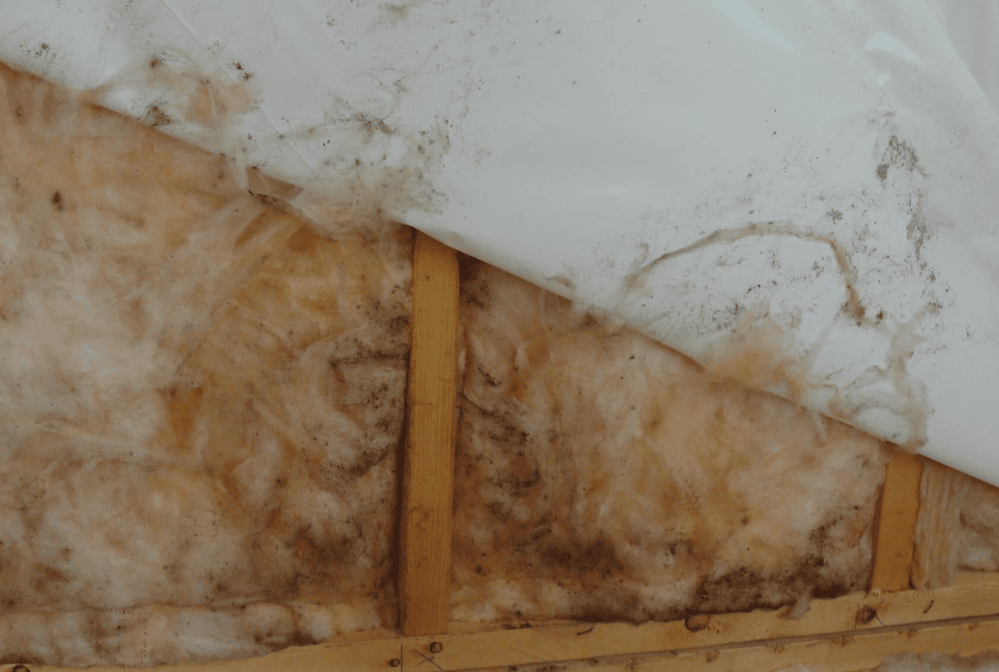 mold hiding in the insulation