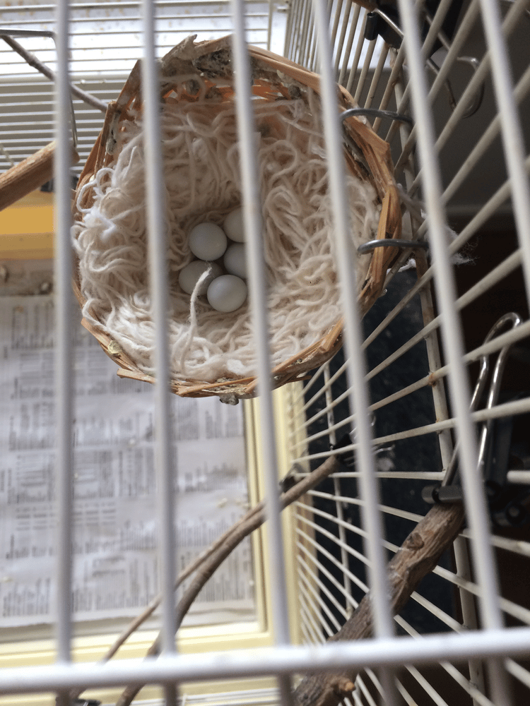 Energy Audit with Zebra Finches