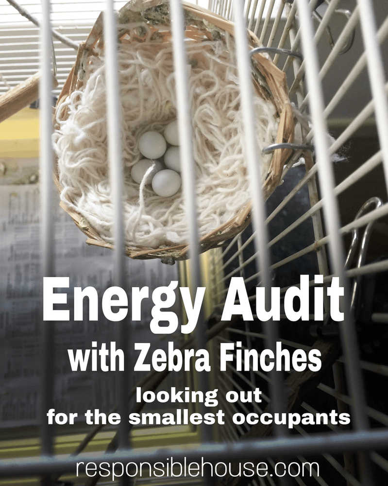 Image for energy audit services showing a cage with a bird's nest and eggs.